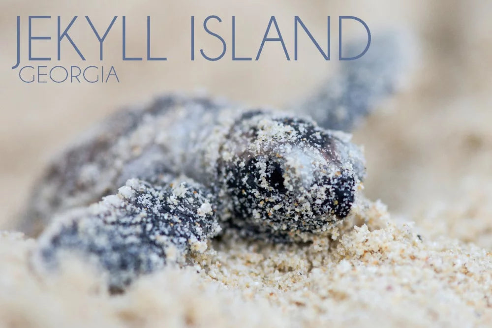 (19x27 in inches, Island, and Georgia, Made Family, Jekyll USA) Piece Hatching Turtle for Premium Adults 500 Jigsaw Puzzle Hawksbill